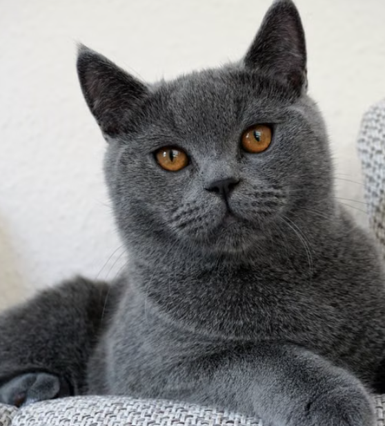 Cute blue British Shorthair kitten looking at the camera